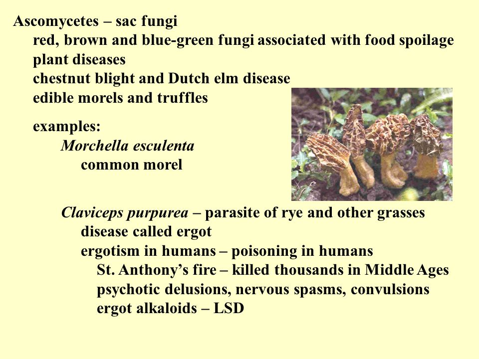 Ascomycetes – sac fungi red, brown and blue-green fungi associated with food spoilage plant diseases chestnut blight and Dutch elm disease edible morels and truffles