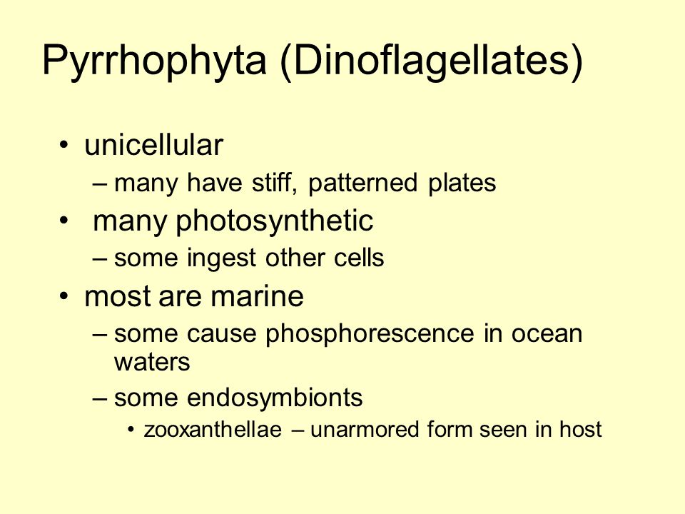 Pyrrhophyta (Dinoflagellates)