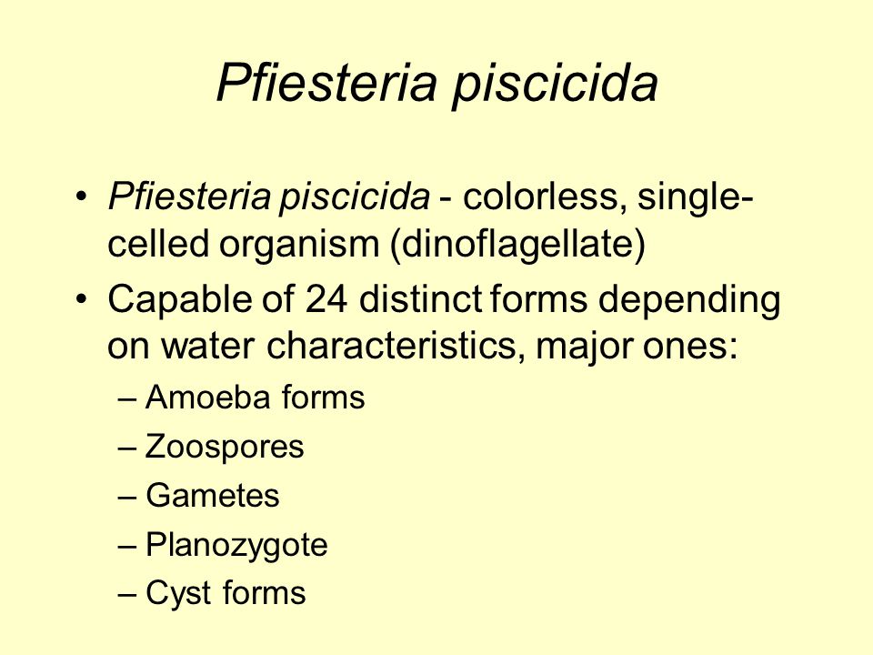 Pfiesteria piscicida Pfiesteria piscicida - colorless, single-celled organism (dinoflagellate)