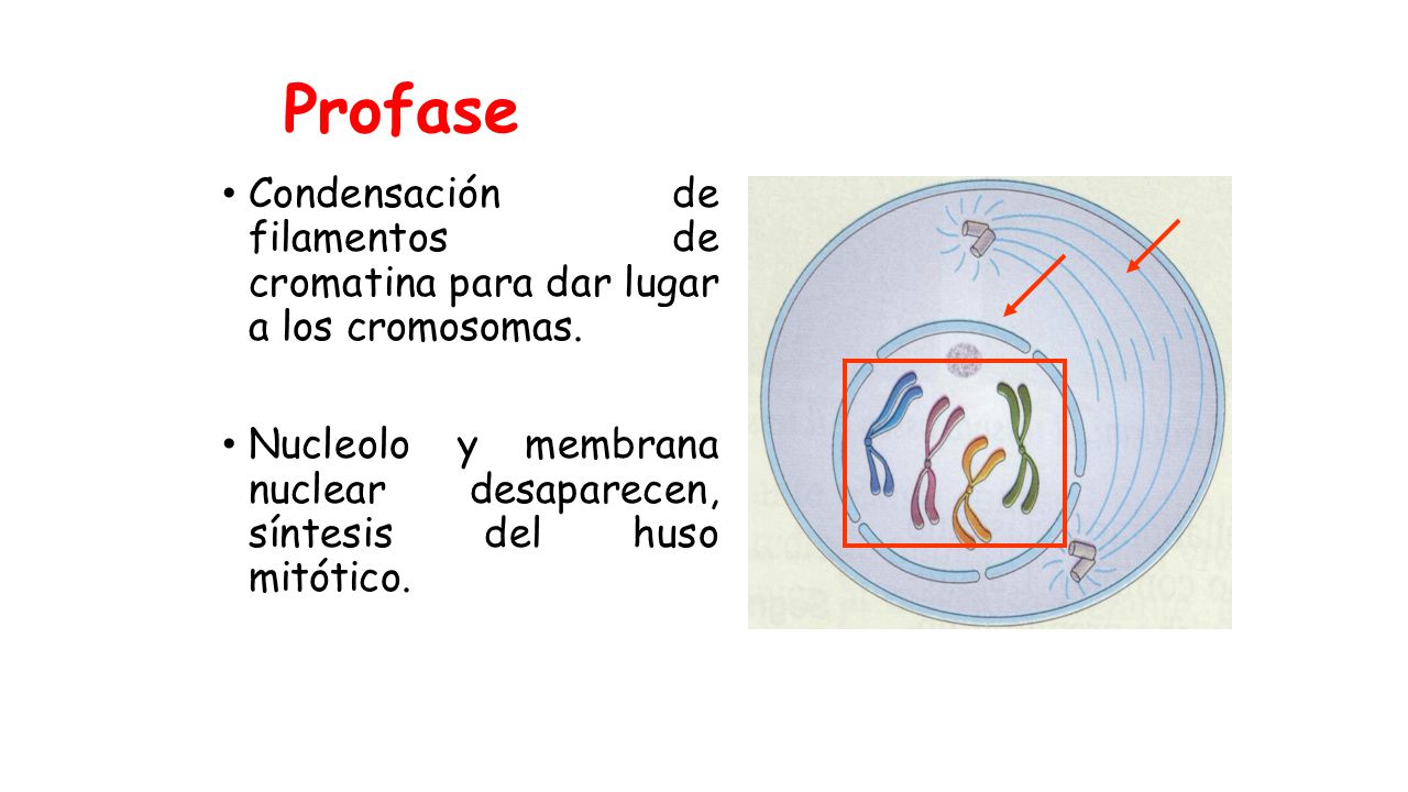 Profase Condensacion De Filamentos De Cromatina Para Dar Lugar A