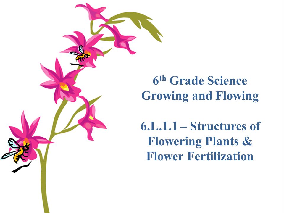 6.L.1.1 – Structures of Flowering Plants & Flower Fertilization