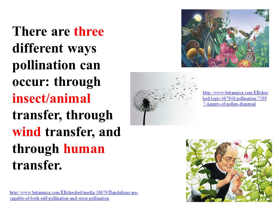 There are three different ways pollination can occur: through insect/animal transfer, through wind transfer, and through human transfer.