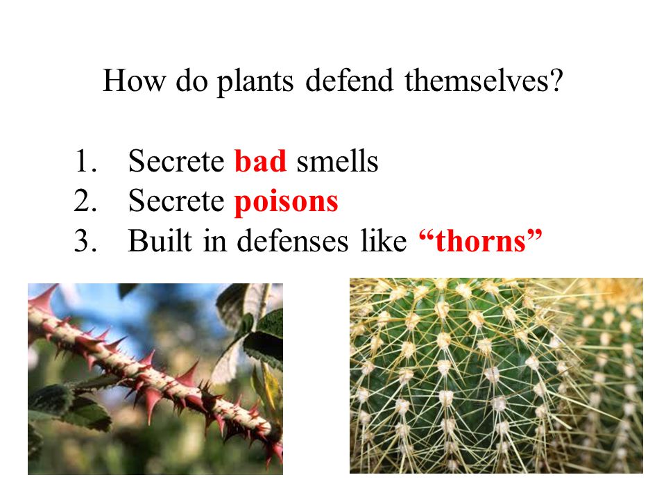 How do plants defend themselves