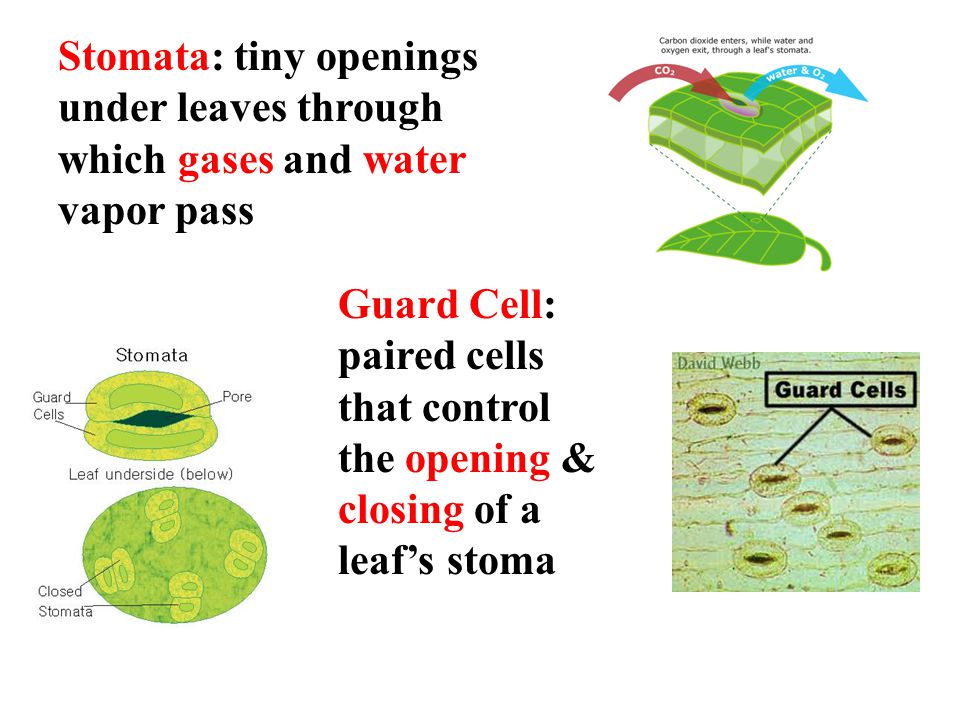 Stomata: tiny openings under leaves through which gases and water vapor pass