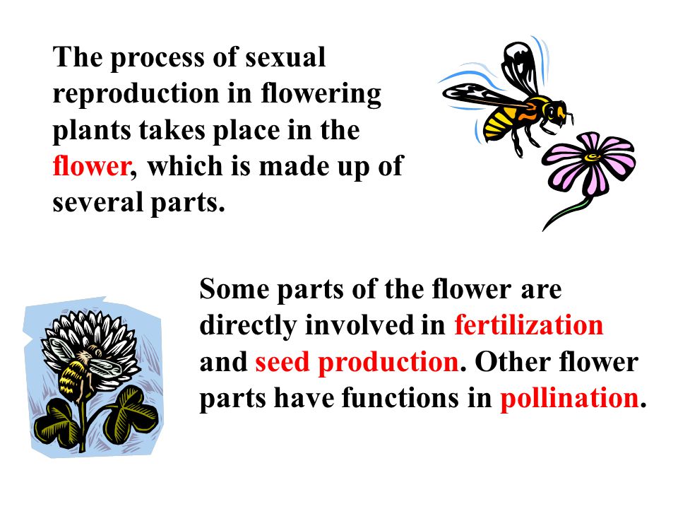 The process of sexual reproduction in flowering plants takes place in the flower, which is made up of several parts.