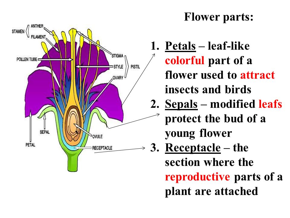 Flower parts: Petals – leaf-like colorful part of a flower used to attract insects and birds.