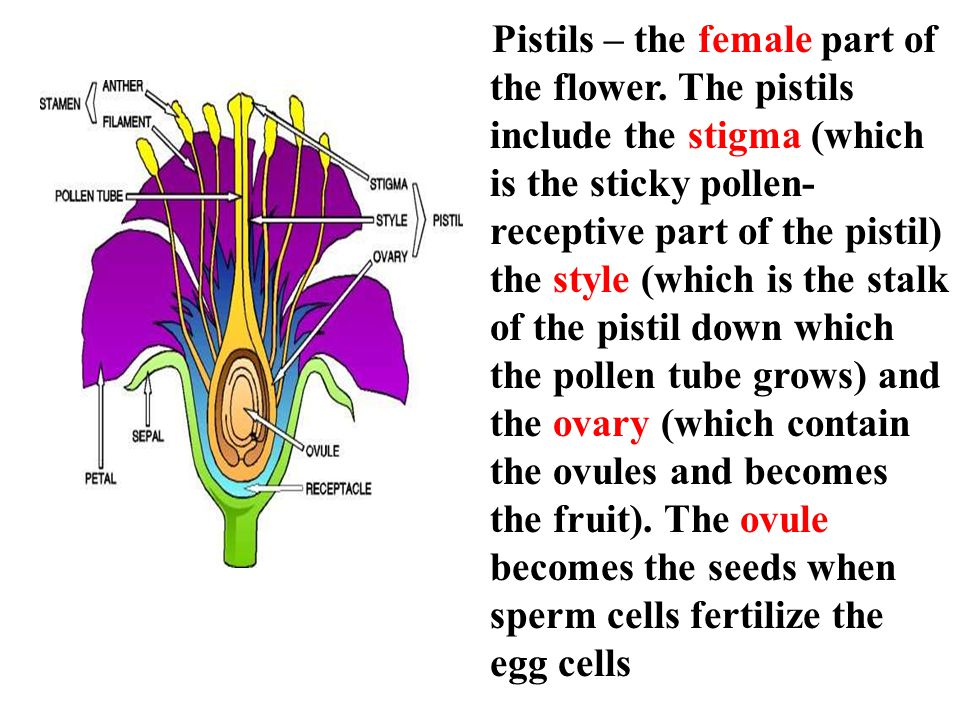 Pistils – the female part of the flower