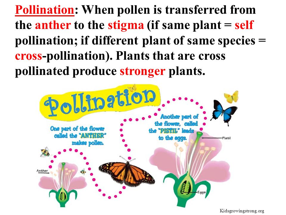 Pollination: When pollen is transferred from the anther to the stigma (if same plant = self pollination; if different plant of same species = cross-pollination). Plants that are cross pollinated produce stronger plants.