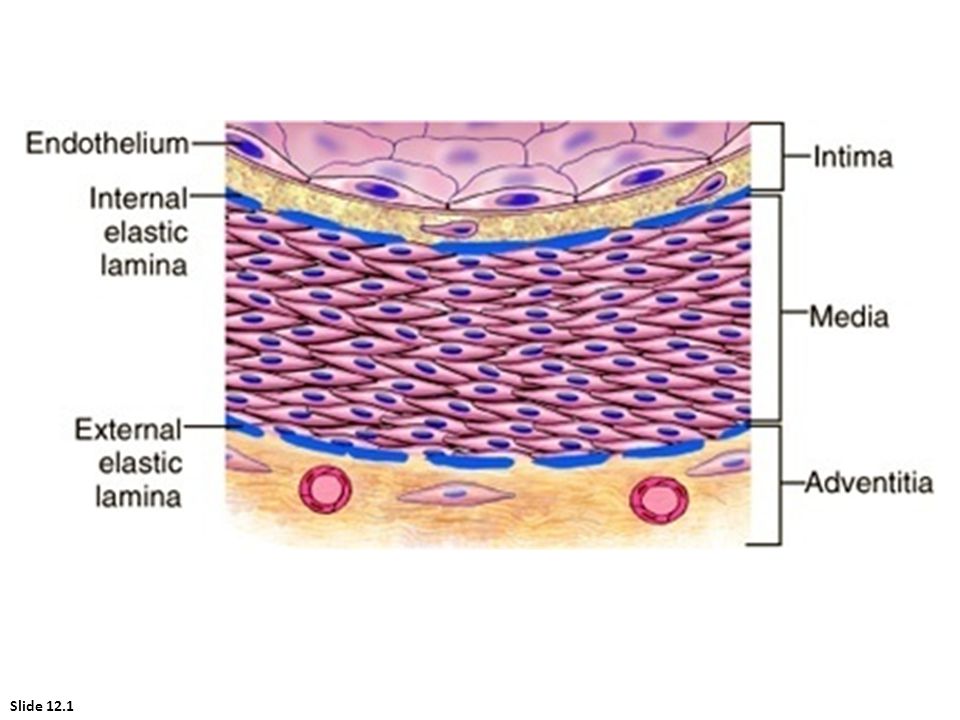 Diagrammatic representation of the main components of the vascular wall, seen here in a muscular artery.