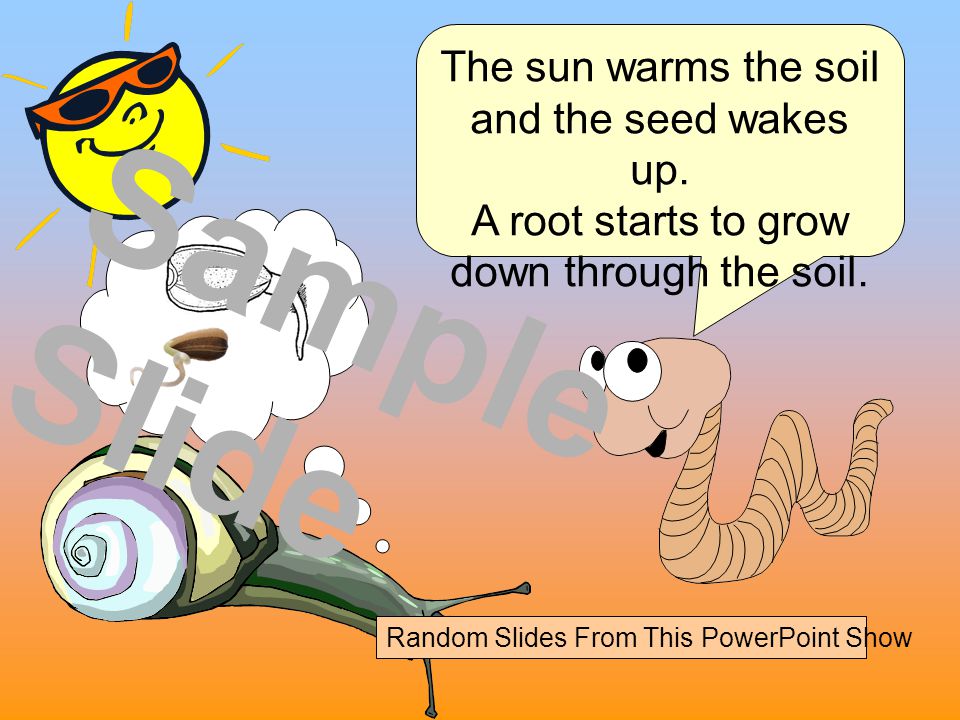 Sample Slide The sun warms the soil and the seed wakes up.