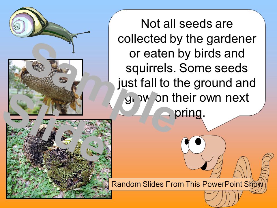 Not all seeds are collected by the gardener or eaten by birds and squirrels. Some seeds just fall to the ground and grow on their own next spring.