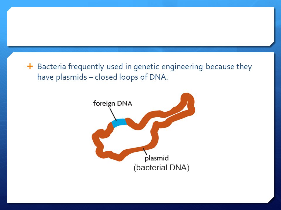 Bacteria frequently used in genetic engineering because they have plasmids – closed loops of DNA.