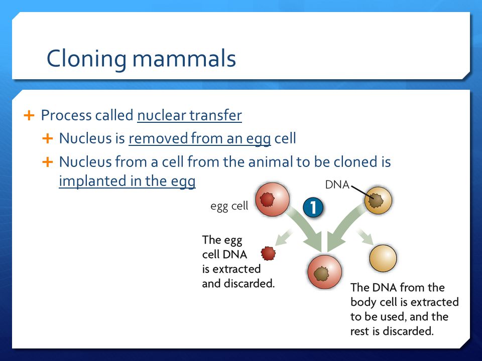 Cloning mammals Process called nuclear transfer