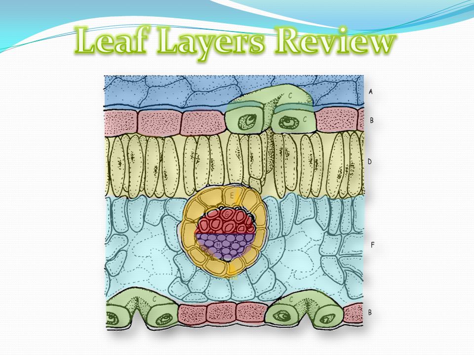 Leaf Layers Review