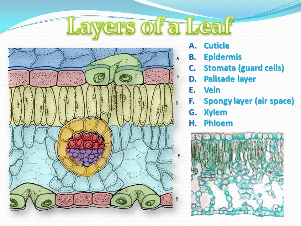 Layers of a Leaf A. B. C. D. E. F. G. H. Cuticle Epidermis