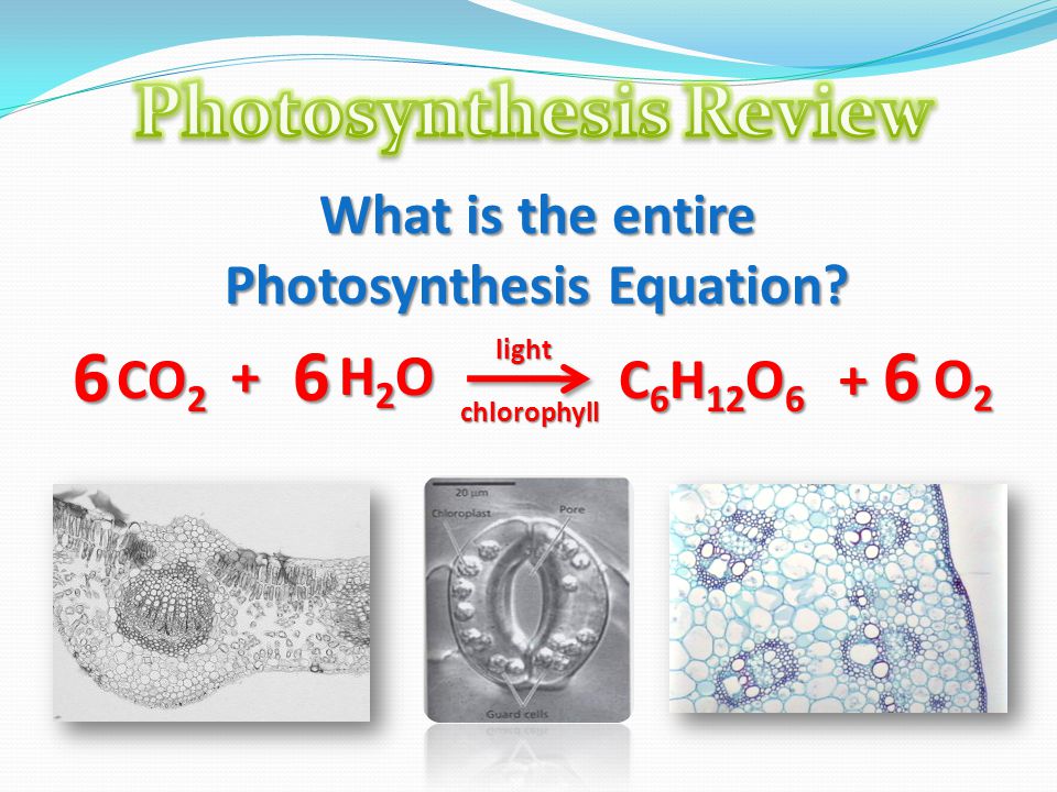 Photosynthesis Review What is the entire Photosynthesis Equation