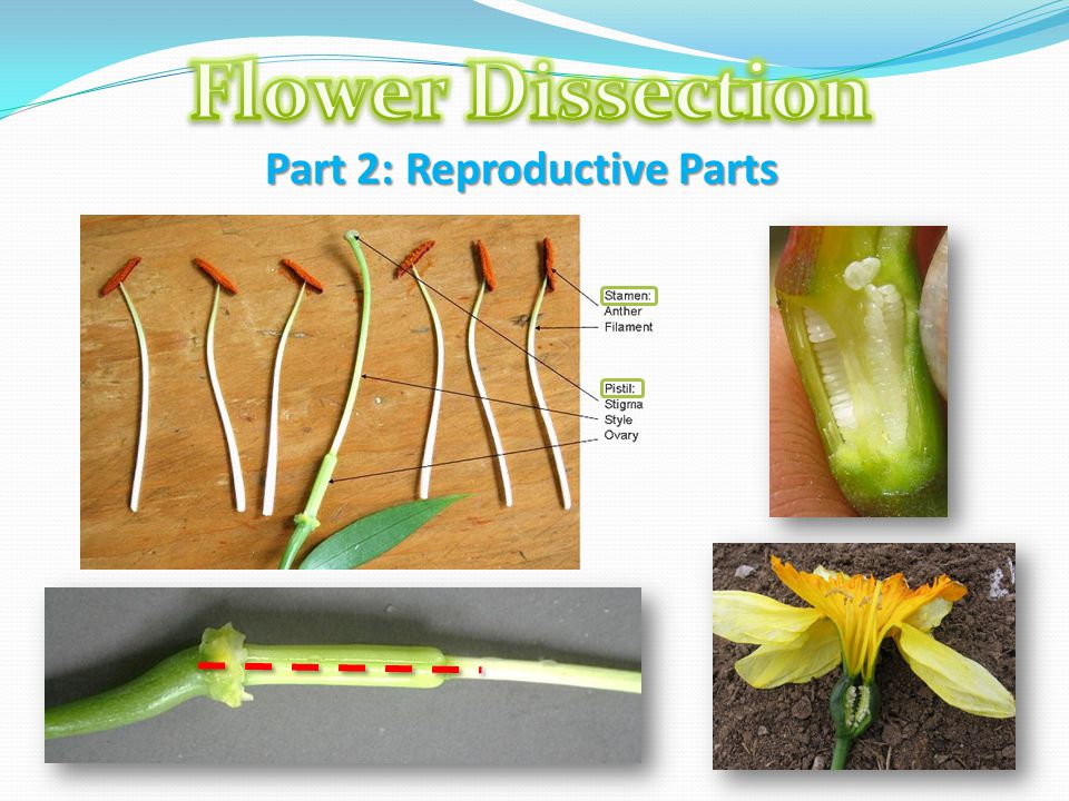Flower Dissection Part 2: Reproductive Parts