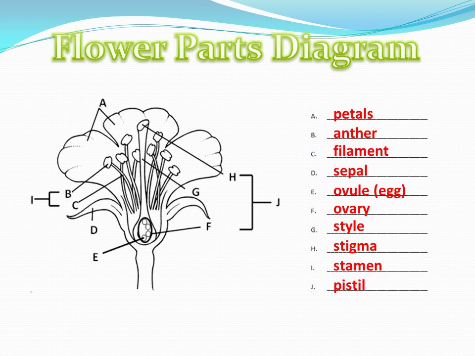 Flower Parts Diagram petals anther filament sepal ovule (egg) ovary