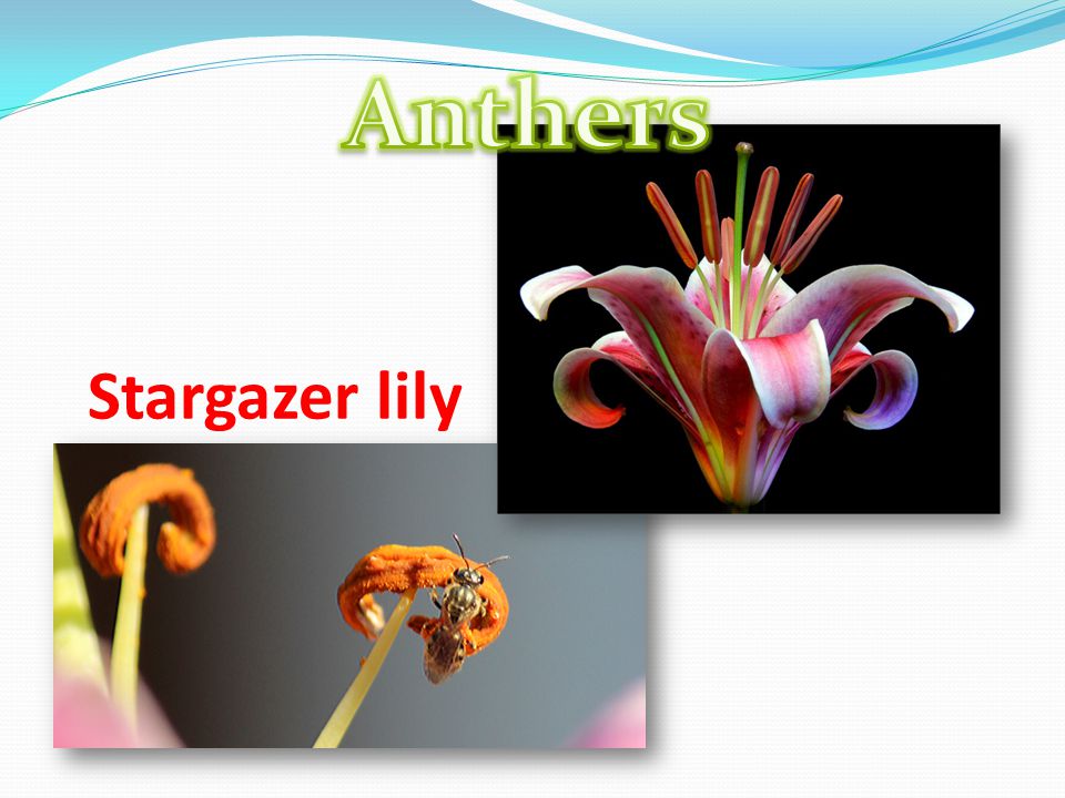 Anthers Stargazer lily