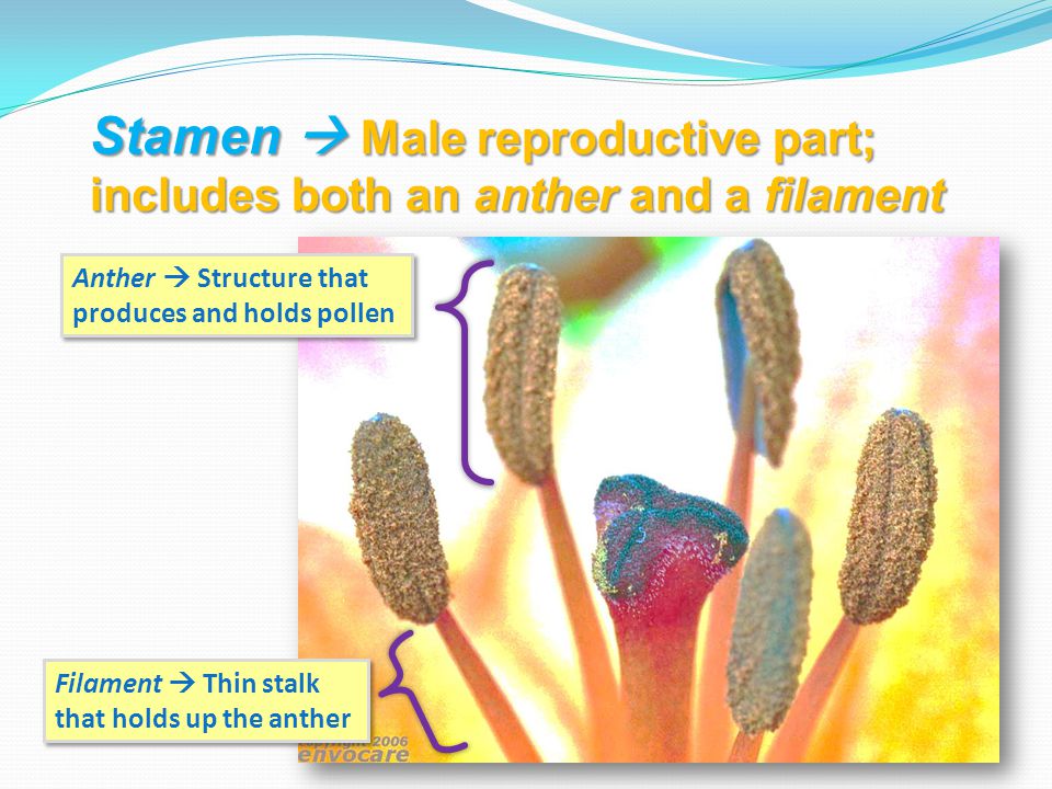 Stamen  Male reproductive part; includes both an anther and a filament