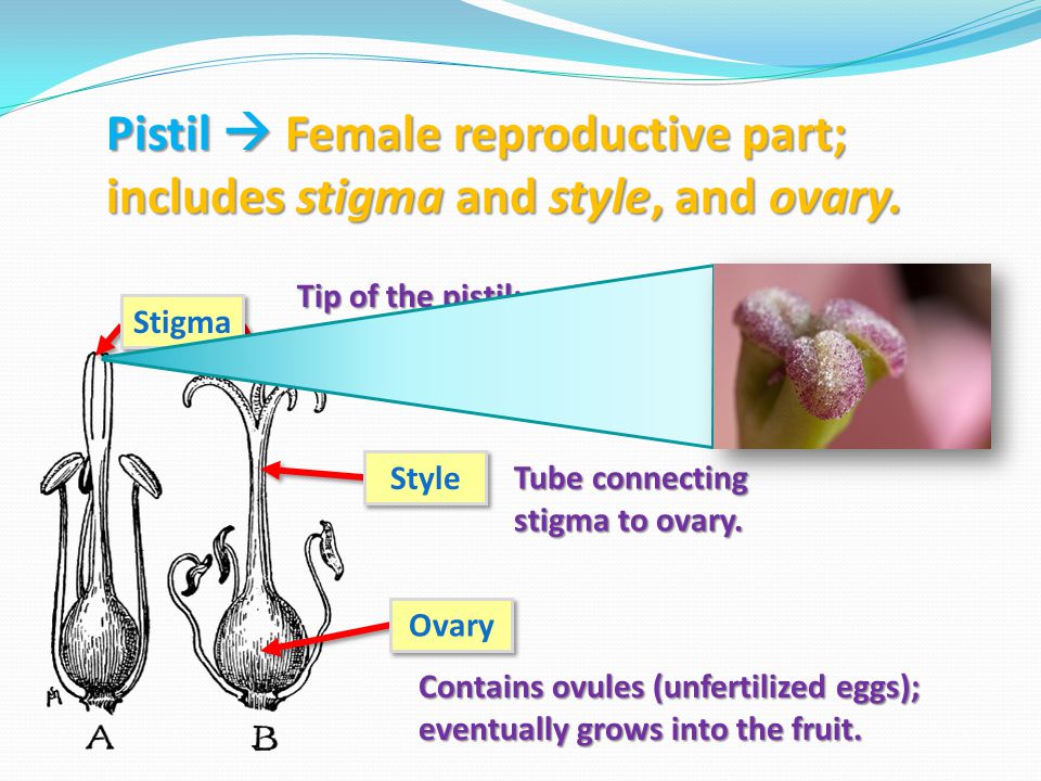 Pistil  Female reproductive part; includes stigma and style, and ovary.