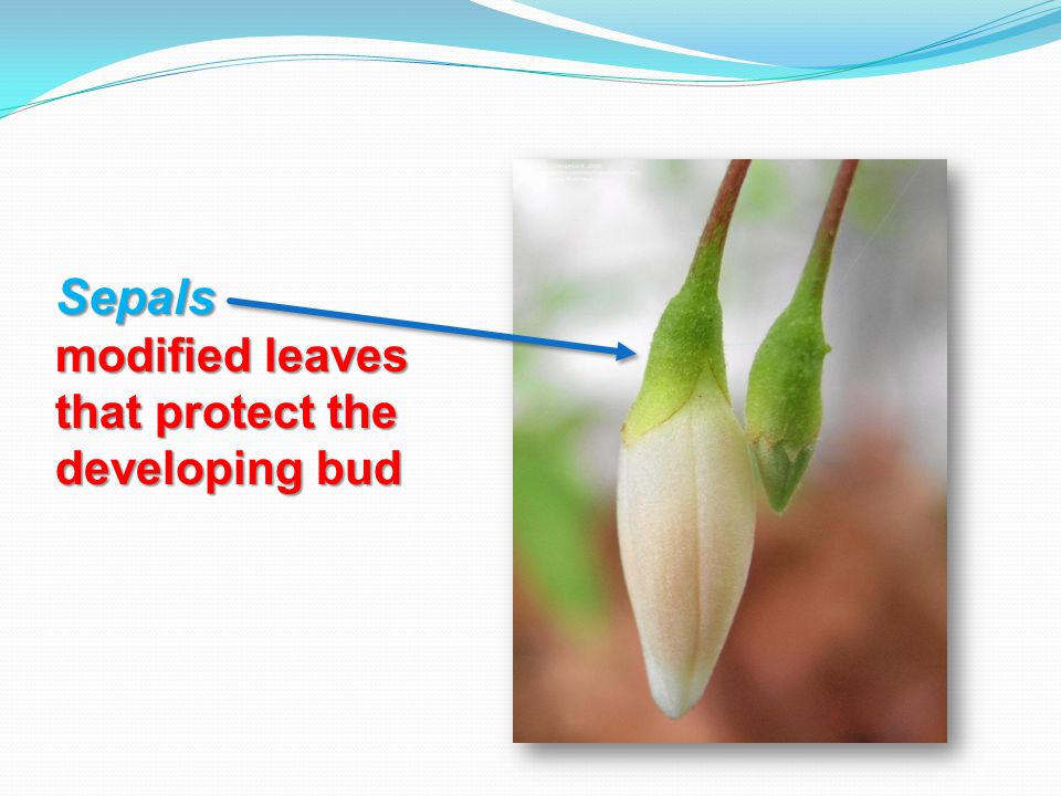Sepals modified leaves that protect the developing bud