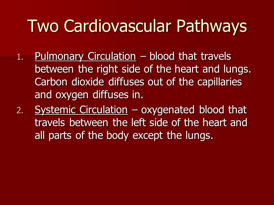 Two Cardiovascular Pathways