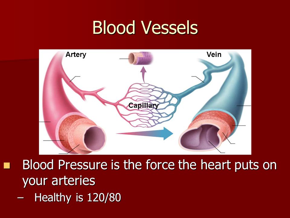 Blood Vessels Artery. Vein. Capillary. Blood Pressure is the force the heart puts on your arteries.