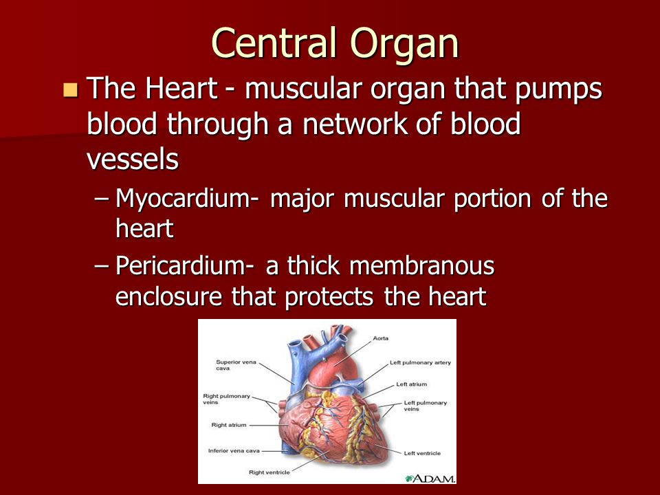 Central Organ The Heart - muscular organ that pumps blood through a network of blood vessels. Myocardium- major muscular portion of the heart.