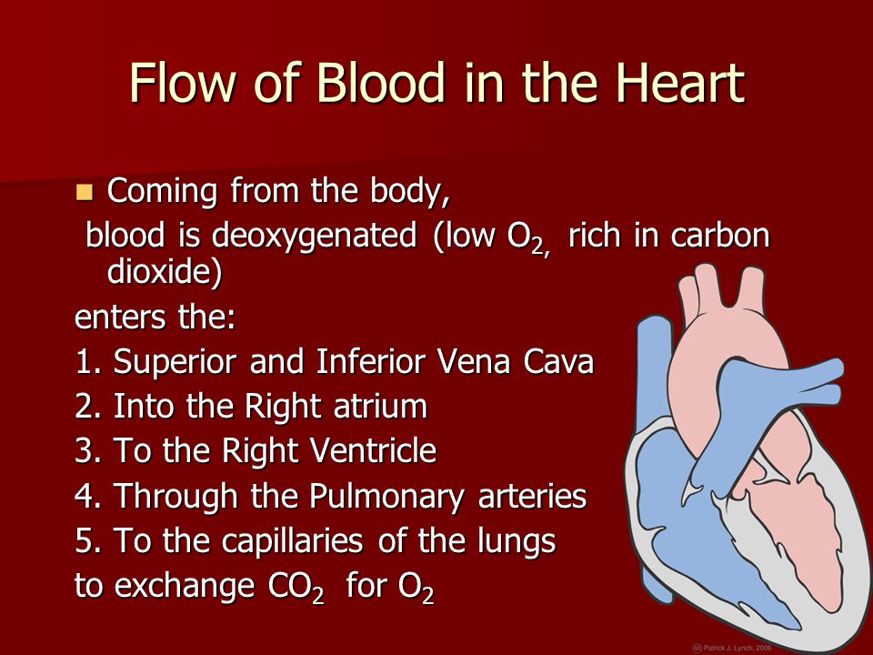 Flow of Blood in the Heart