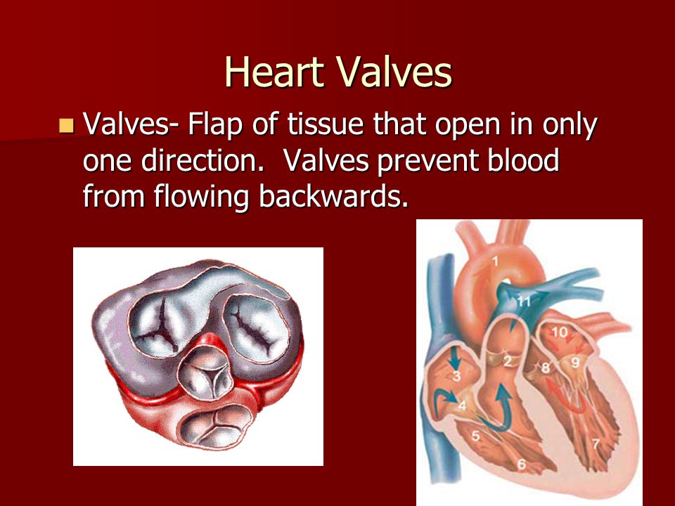 Heart Valves Valves- Flap of tissue that open in only one direction.