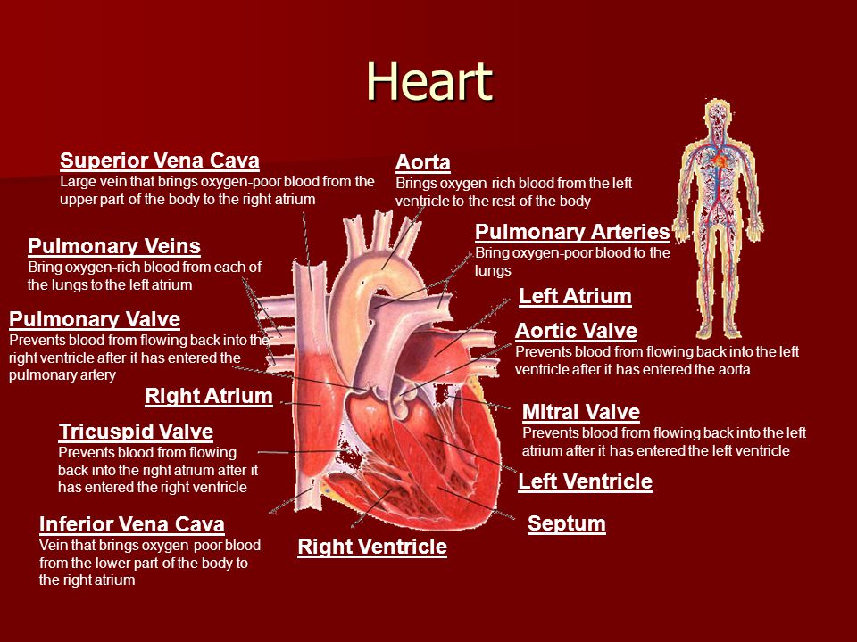 Heart Superior Vena Cava Aorta Pulmonary Arteries Pulmonary Veins