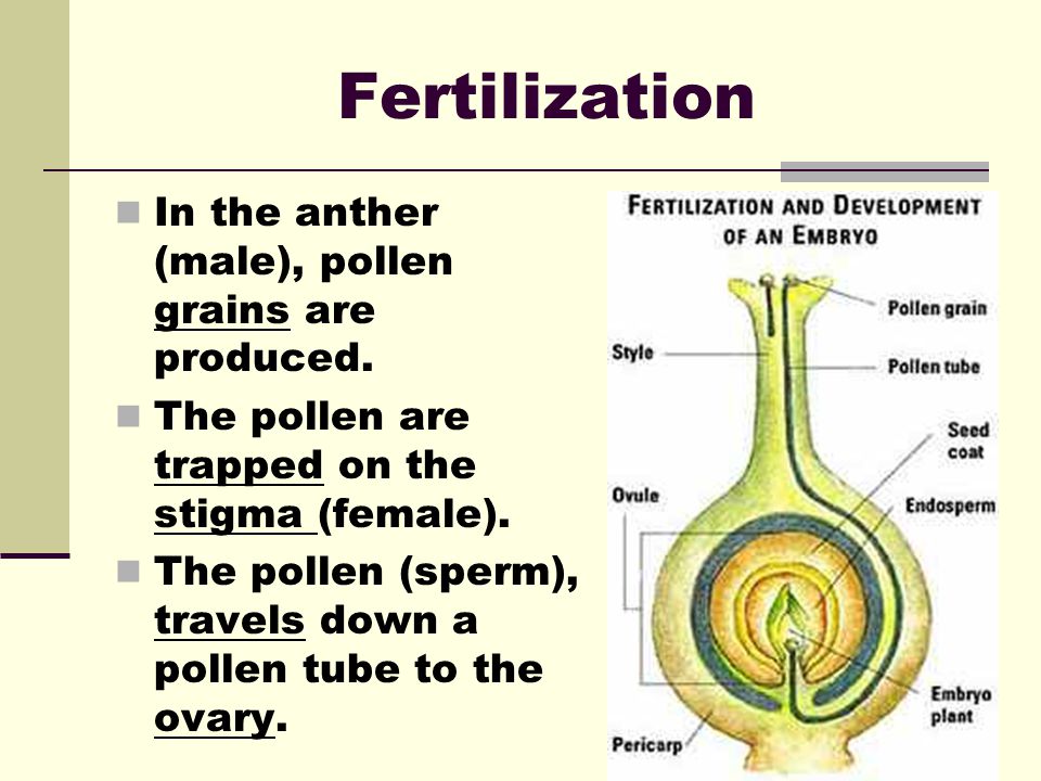 Fertilization In the anther (male), pollen grains are produced.