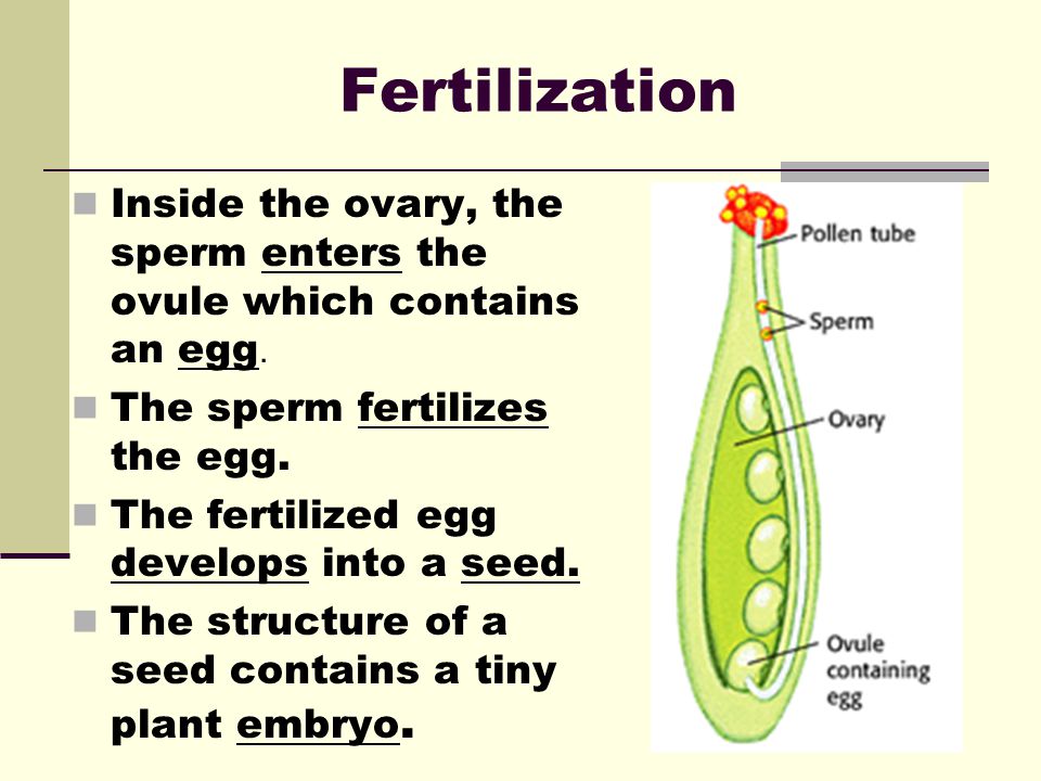 Fertilization Inside the ovary, the sperm enters the ovule which contains an egg. The sperm fertilizes the egg.