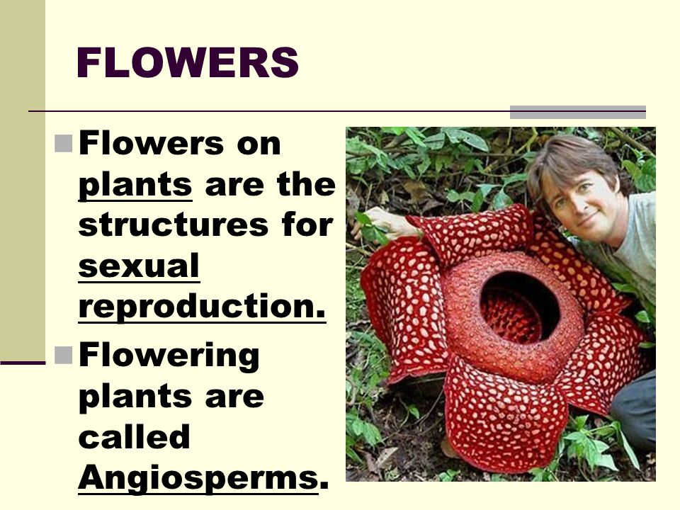 FLOWERS Flowers on plants are the structures for sexual reproduction.