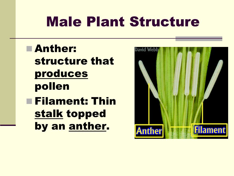 Male Plant Structure Anther: structure that produces pollen