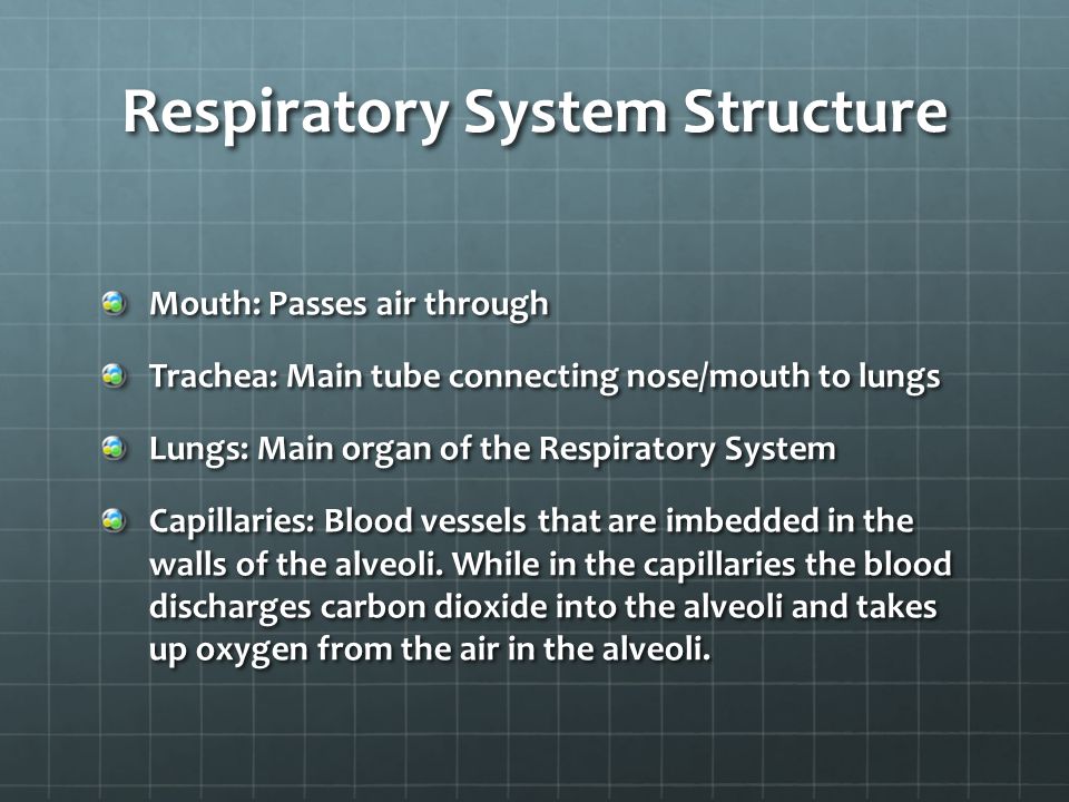 Respiratory System Structure