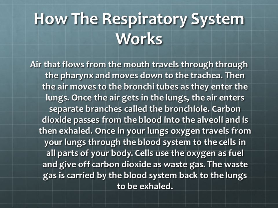 How The Respiratory System Works