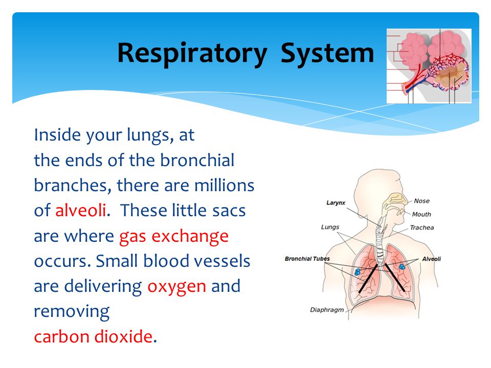 Respiratory System Inside your lungs, at the ends of the bronchial
