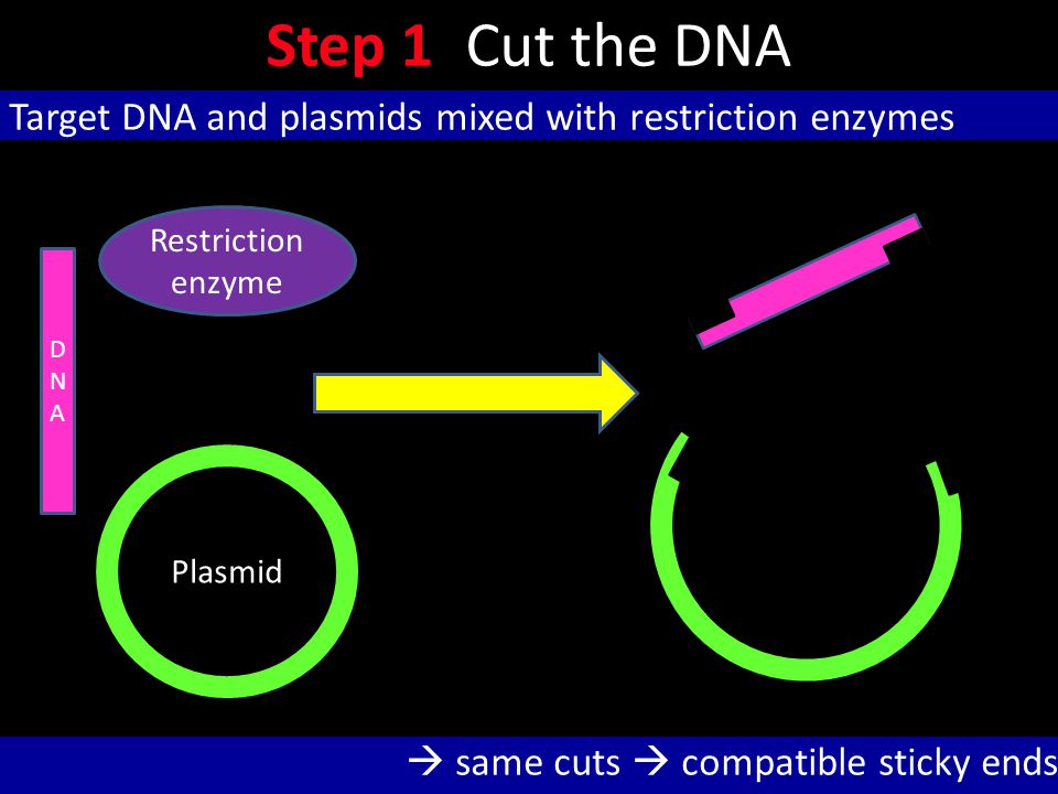 Step 1: Cut the DNA Target DNA and plasmids mixed with restriction enzymes. Restriction enzyme. DNA.
