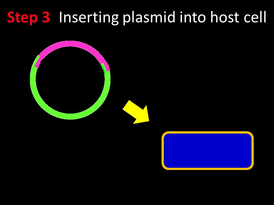 Step 3: Inserting plasmid into host cell