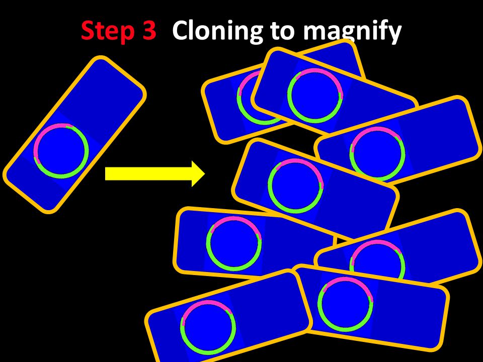 Step 3: Cloning to magnify