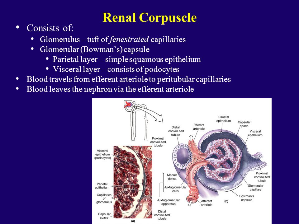 renal corpuscle consists of: glomerulus – tuft of fenestrated