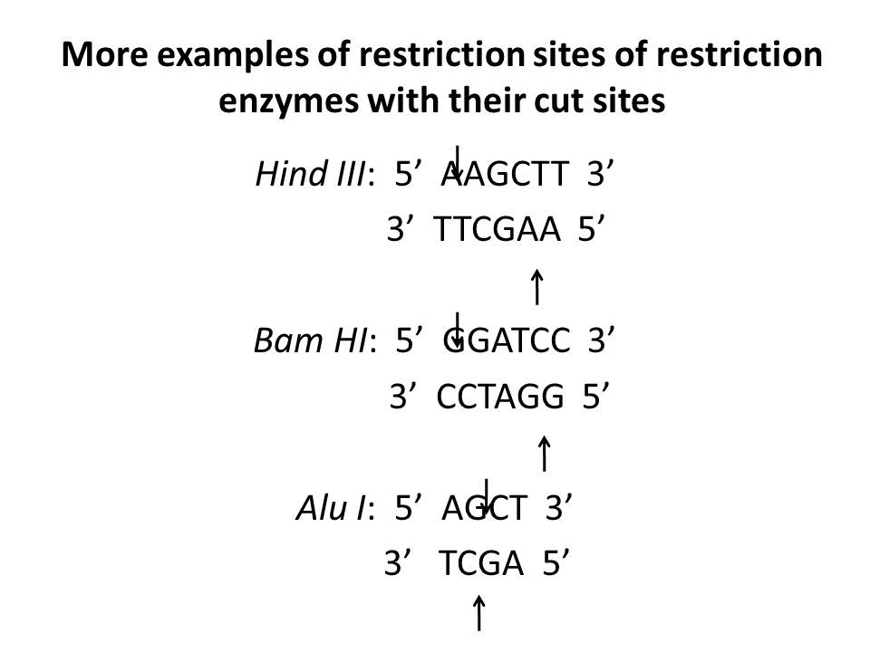 More examples of restriction sites of restriction enzymes with their cut sites