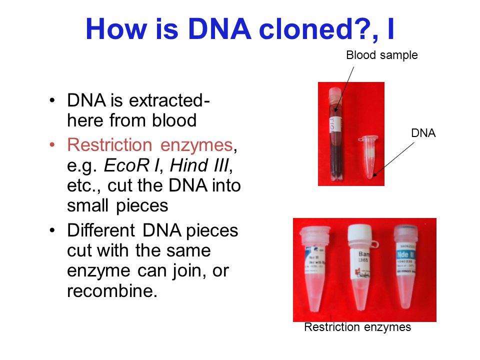 How is DNA cloned , I DNA is extracted- here from blood