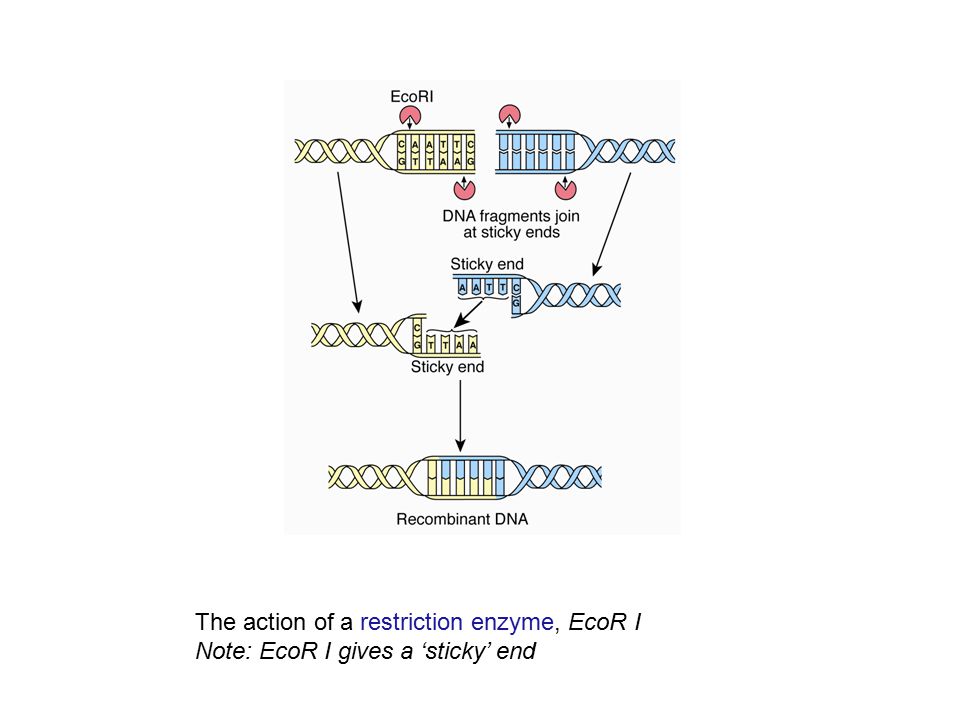The action of a restriction enzyme, EcoR I