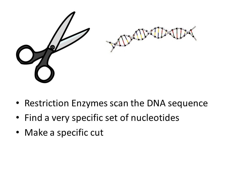 Restriction Enzymes scan the DNA sequence