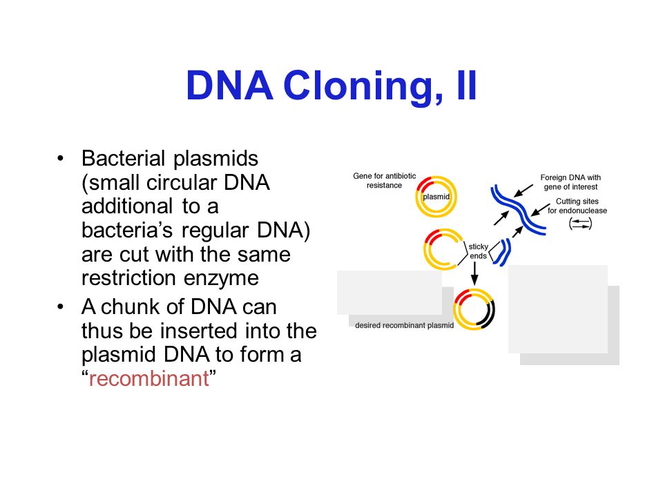 DNA Cloning, II Bacterial plasmids (small circular DNA additional to a bacteria’s regular DNA) are cut with the same restriction enzyme.