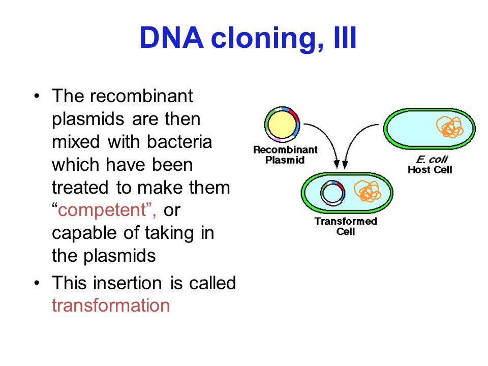 DNA cloning, III