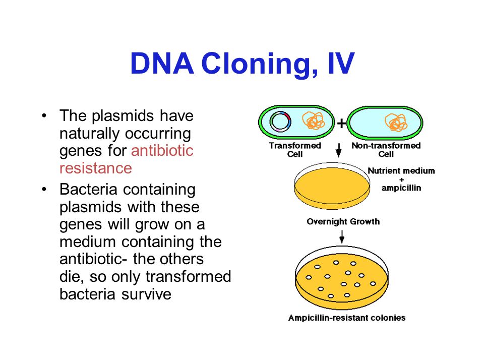 DNA Cloning, IV The plasmids have naturally occurring genes for antibiotic resistance.
